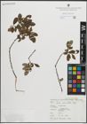 Foto von Salix pedicellata Desf.